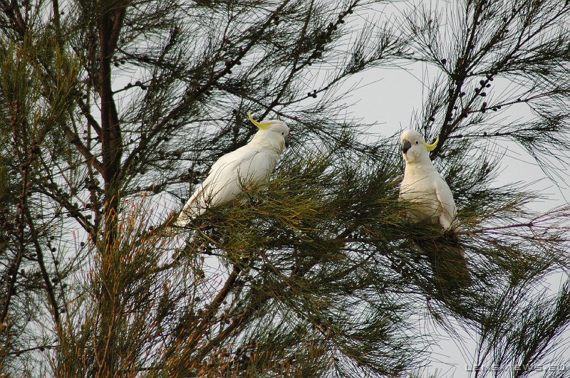 Sulphur-Crested Cockatoo 101 